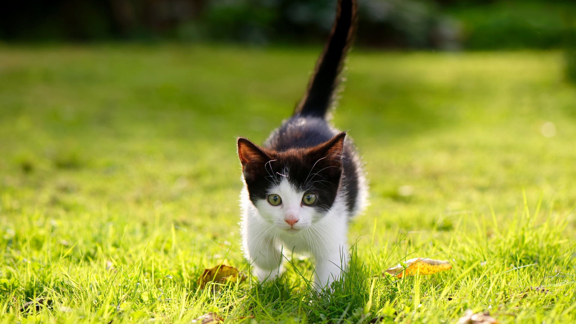 中国南粤的奇迹，广东队如何神奇逆转热火，保罗带队取胜