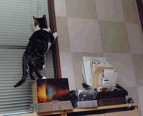 独行侠完胜雷霆背后，我们正在见证一场戈贝尔式防守的华丽复辟