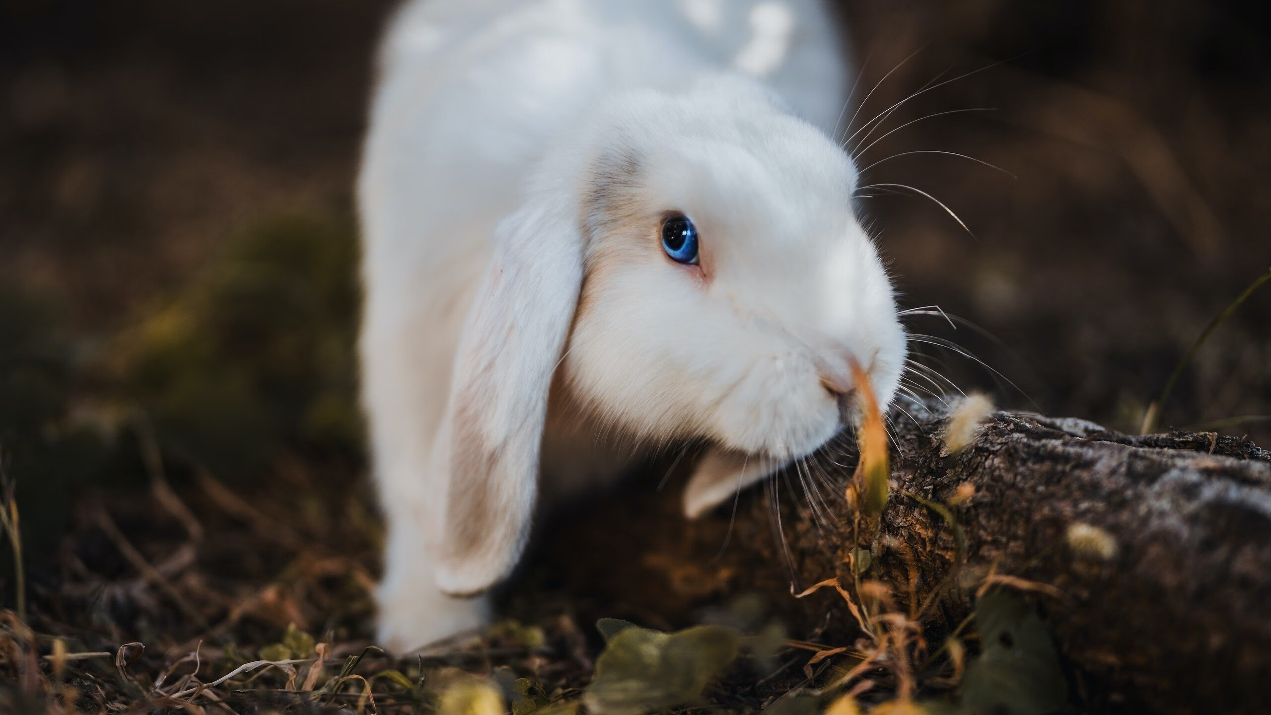 东决焦点战变屠杀夜！快船狂胜76人背后的三大战术密码