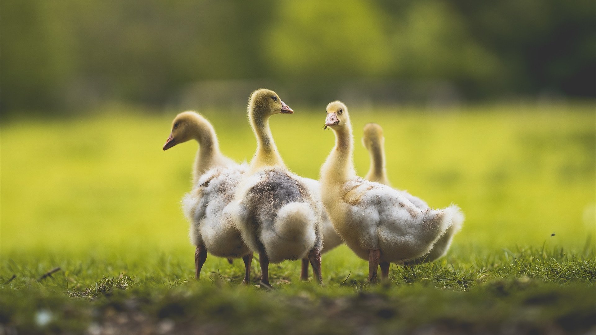 死神镰刀出鞘时，乔治最后八分钟的审判日