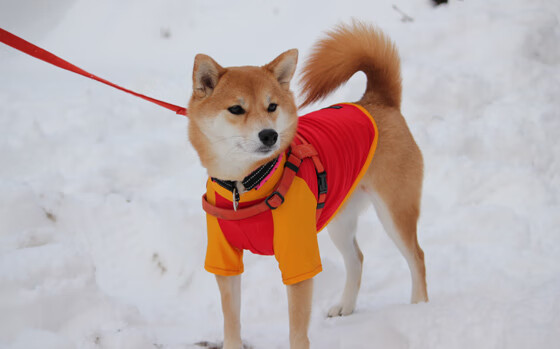 瞬间的维度，从哈弗茨爆发到瑞典单节定乾坤