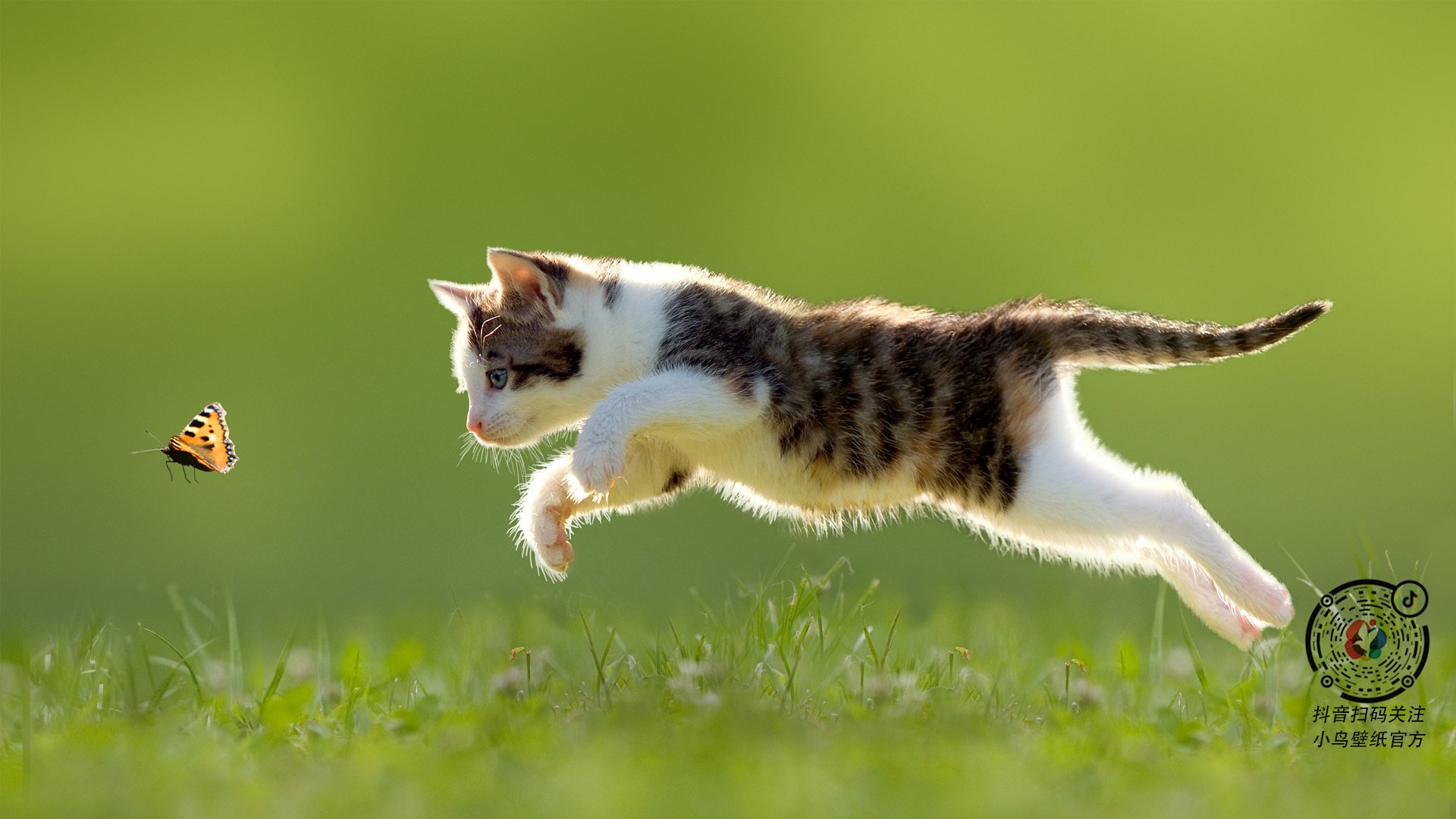 破晓时刻,新王加冕