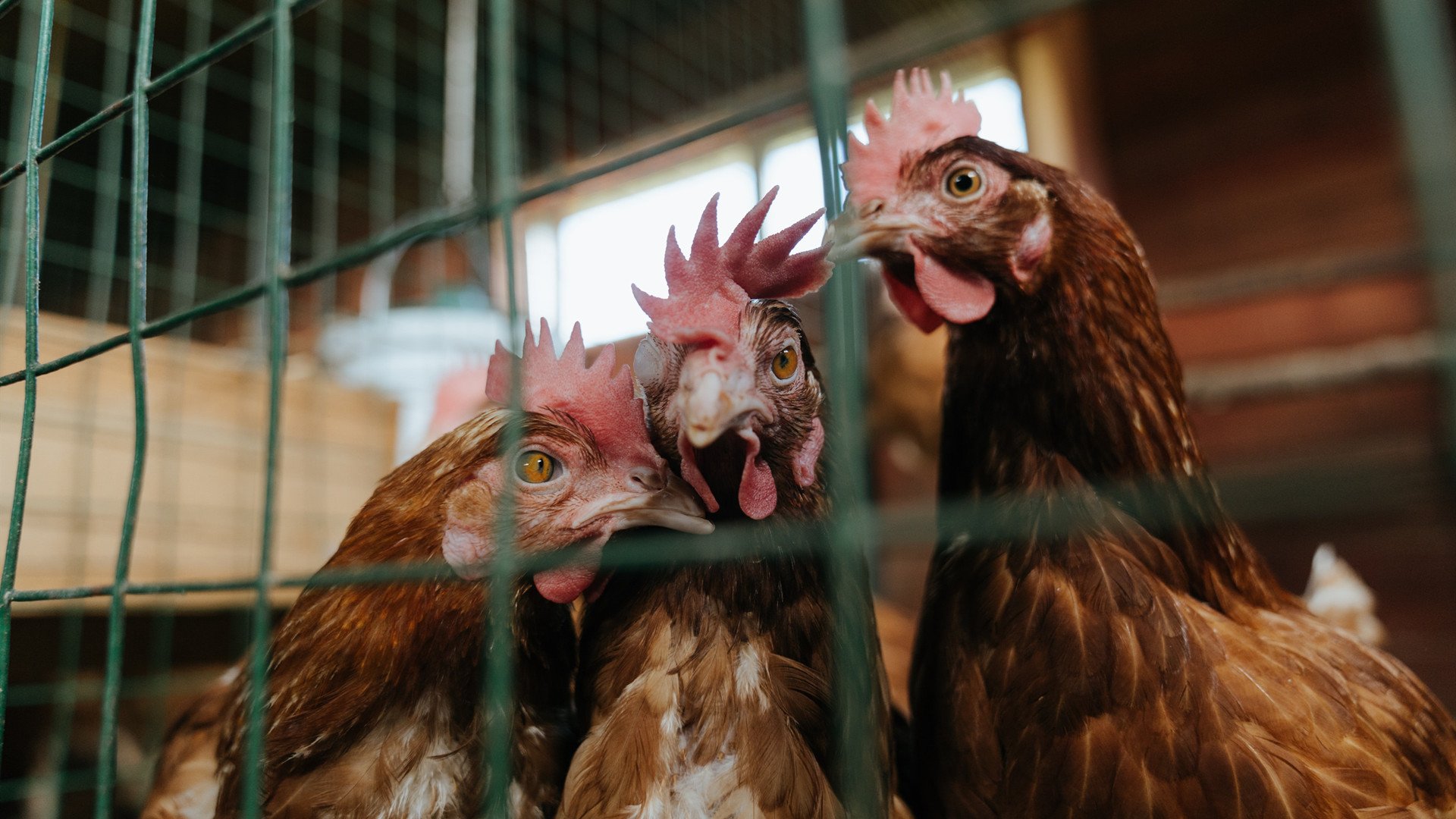 突破传统评分桎梏，锡安对公牛一战如何重新定义满分概念