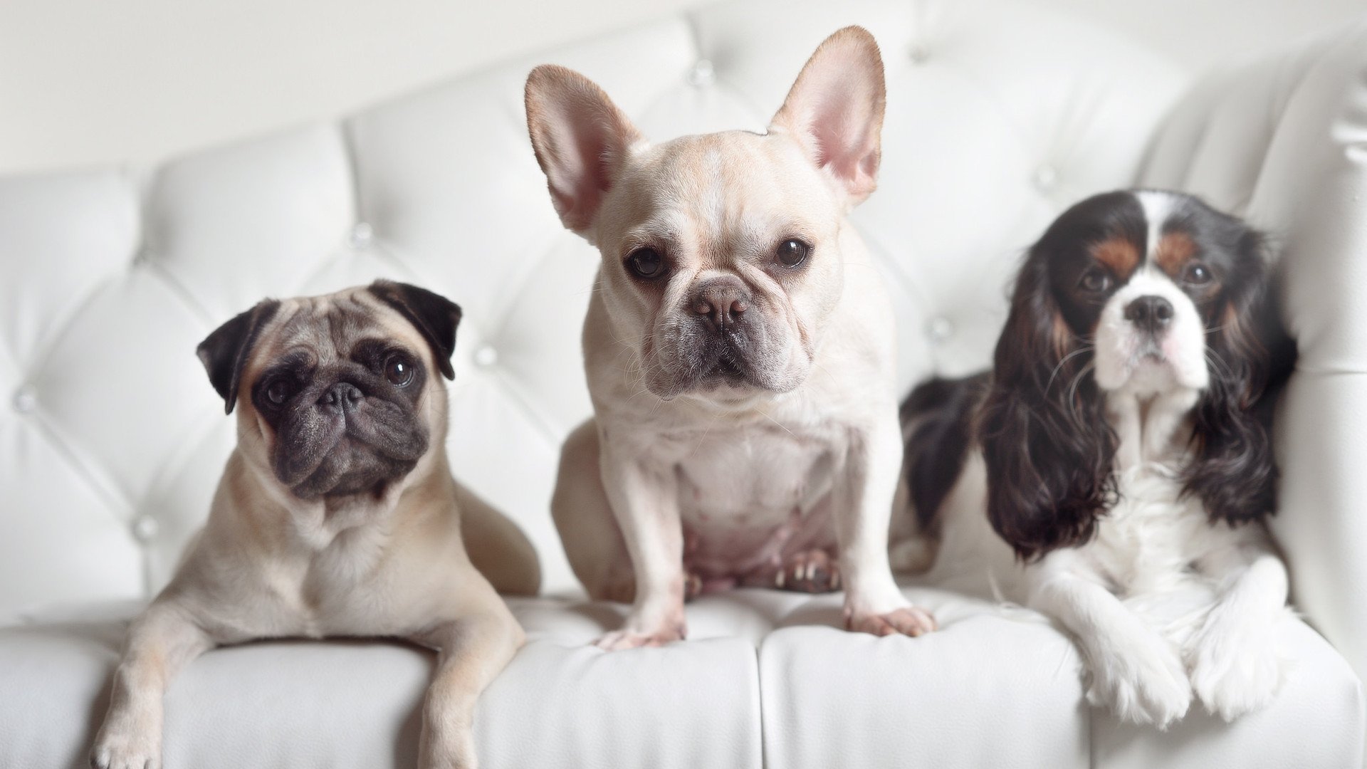 霍姆格伦之谜,美加墨世界杯那场无解之局