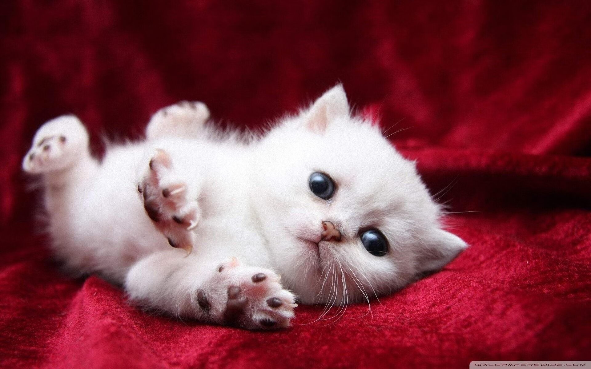 命运时钟指向最后一秒,当澳大利亚压哨绝杀与上帝掷骰子的总决赛之夜相遇