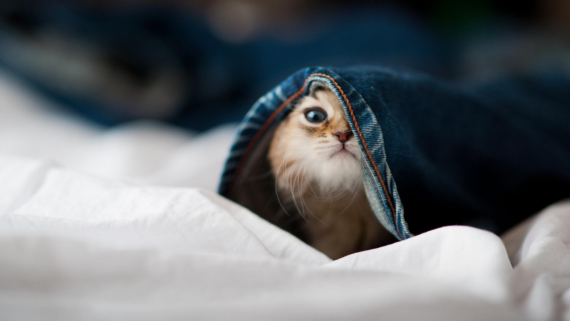 铁血意志的胜利,格列兹曼弑旧主,马竞上演法国噩梦