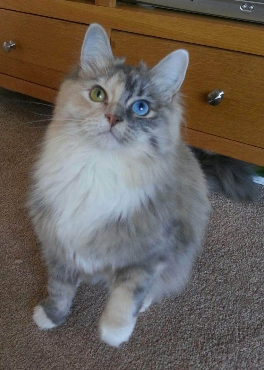 平行时空的双重奏,森林狼的绝杀夜与哈登的绿茵魔法