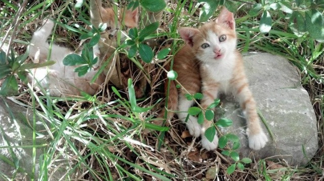跨界风暴，广东队碾压灰熊，库里称霸F1揭幕战
