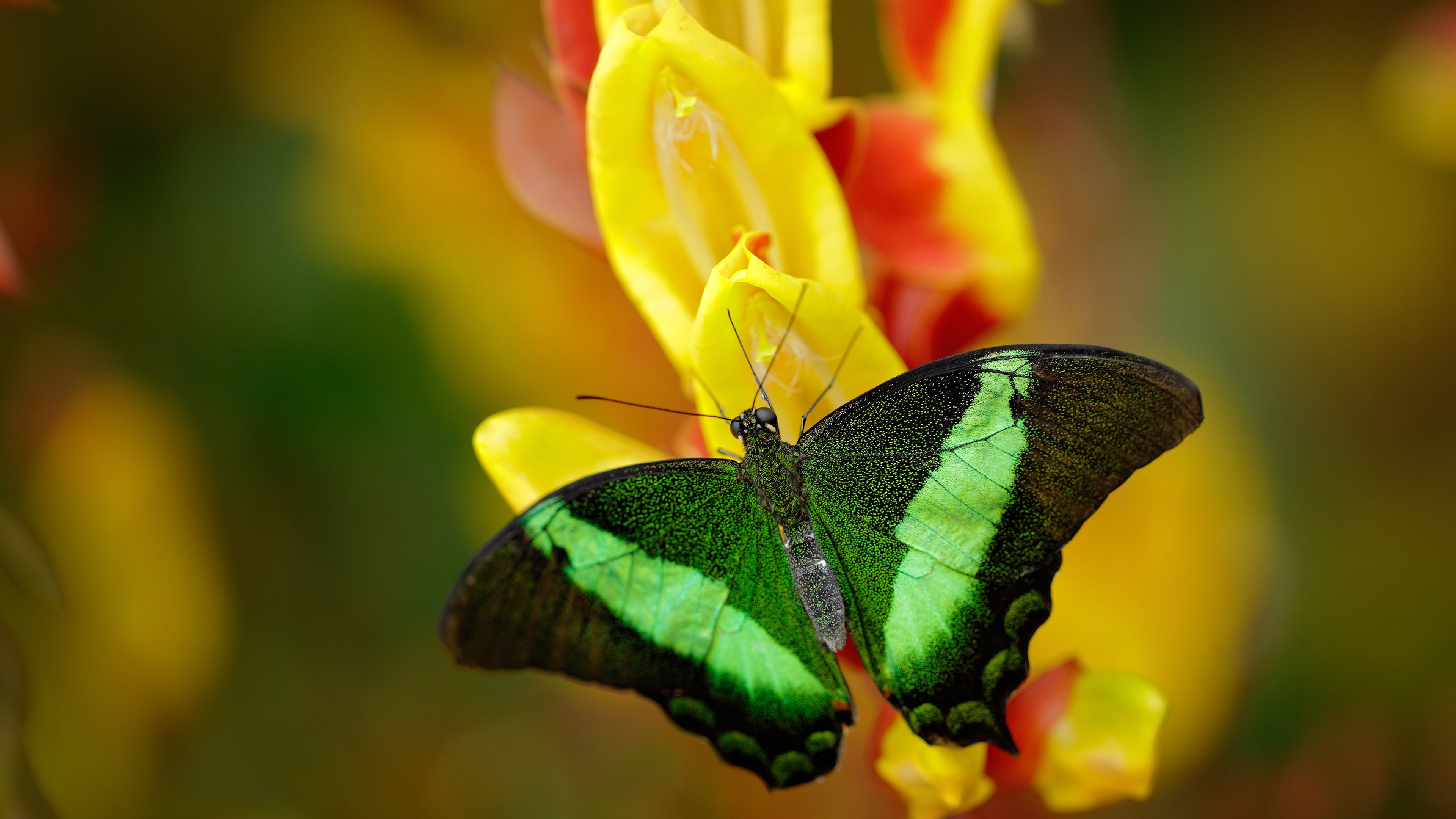铁血时刻！米切尔一锤定音，湖人绝境突围山西