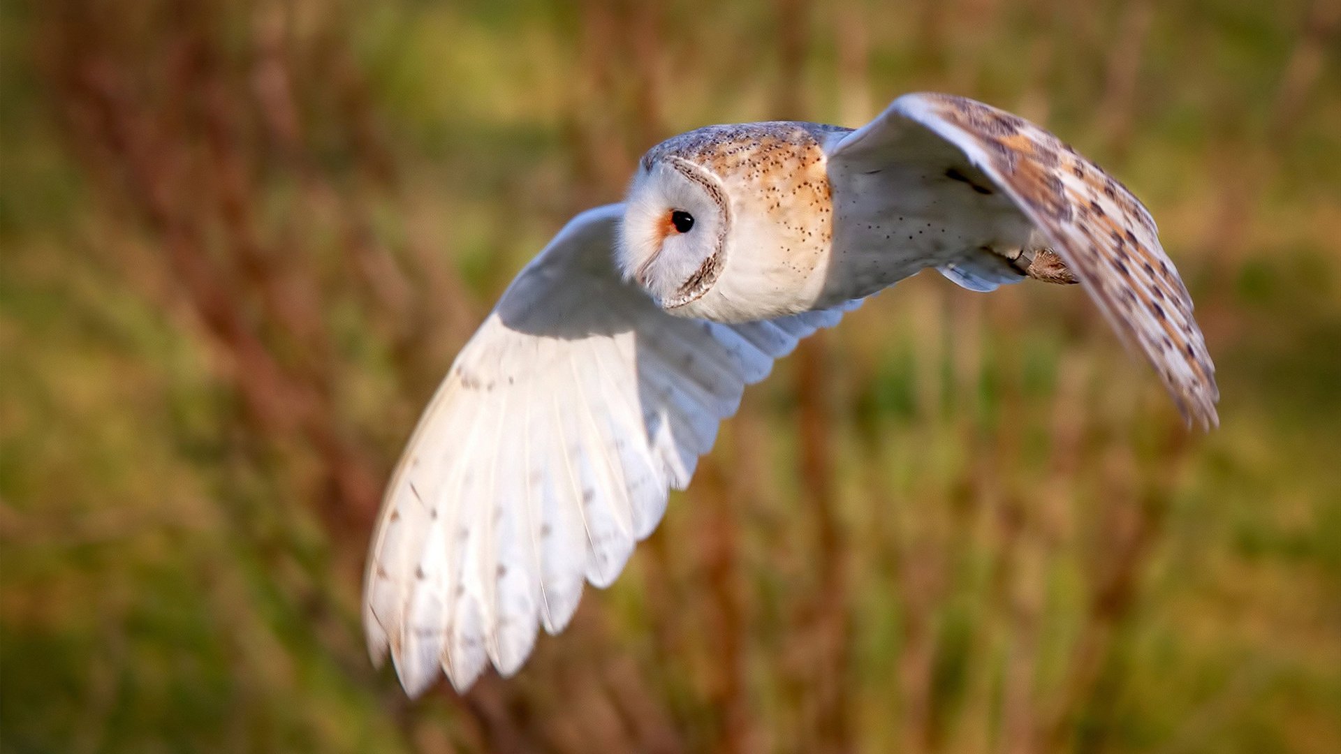 教科书之夜的绝版篇章,加克波如何定义年度焦点之战
