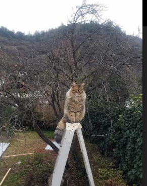 剑落天穹,孤影掌棋—欧冠半决赛之夜,马克西一手扭转乾坤