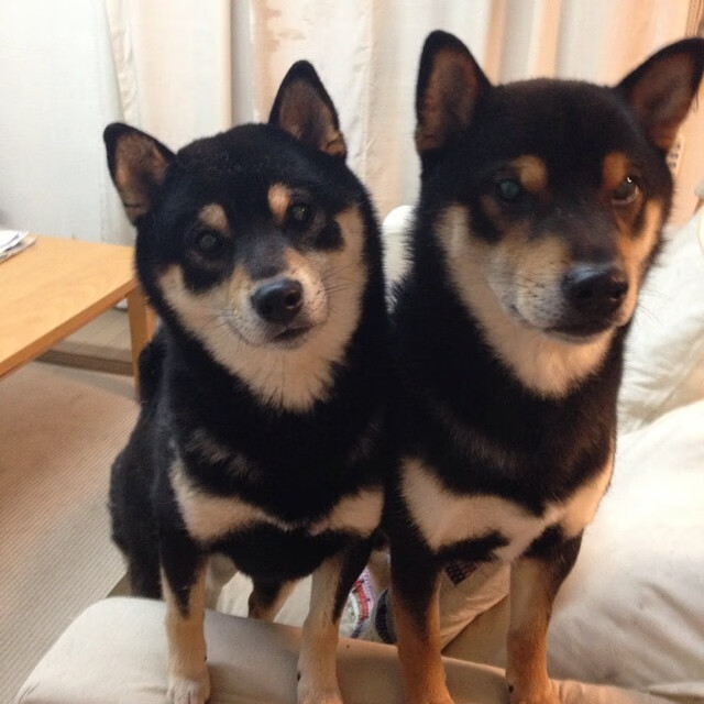 卡塔尔之怒,狂胜皇家社会之夜,戈麦斯在压力熔炉中完成救赎