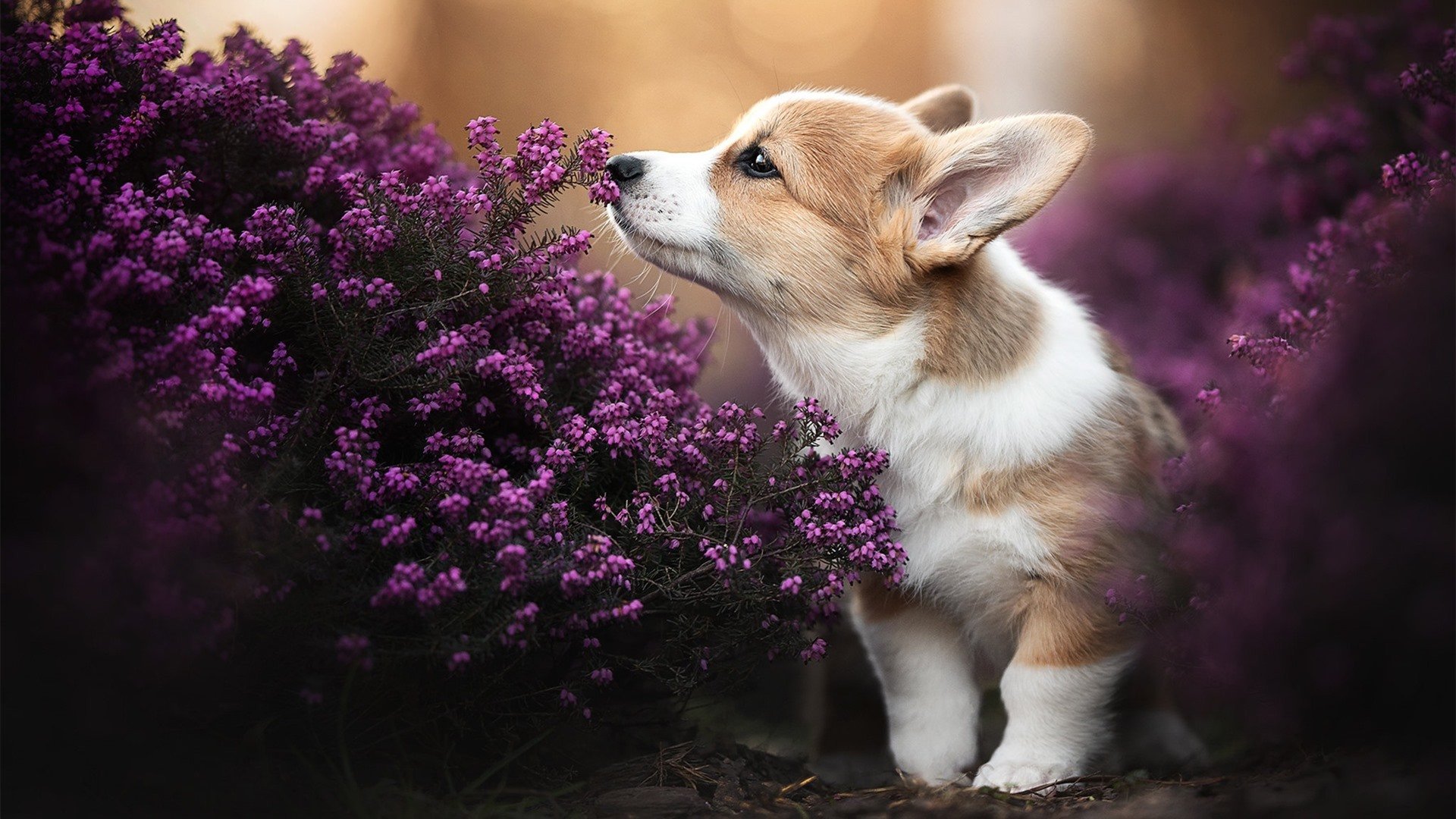 京多安导演逆转大戏,芬兰球队创造欧战历史的关键先生