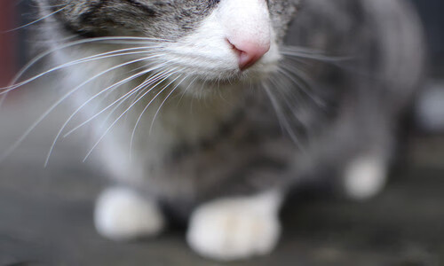 穆勒战斧劈开钢铁防线，墨西哥叹息之墙令中国锋线绝望