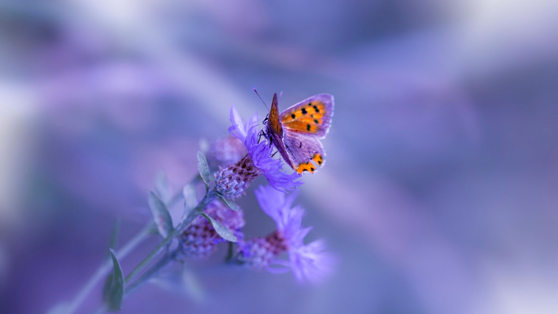 肌肉与美学，年度焦点之战解析灰熊与公克的篮球哲学对决